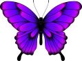 https://www2.arcserve.com/sites/default/files/2025-07/buterfly%20purple%20-%20xsmall.jpg